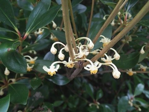 厚皮香花