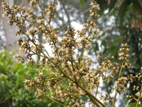 荔枝花與龍眼花