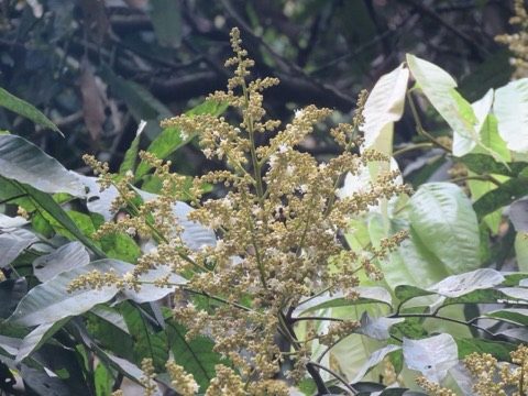 龍眼花